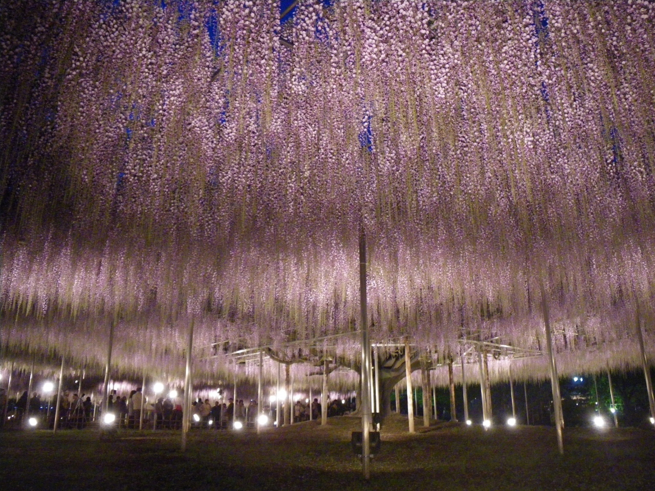 ツツジと藤の花見旅 館林 足利 足利 栃木県 の旅行記 ブログ By Shinzeeさん フォートラベル