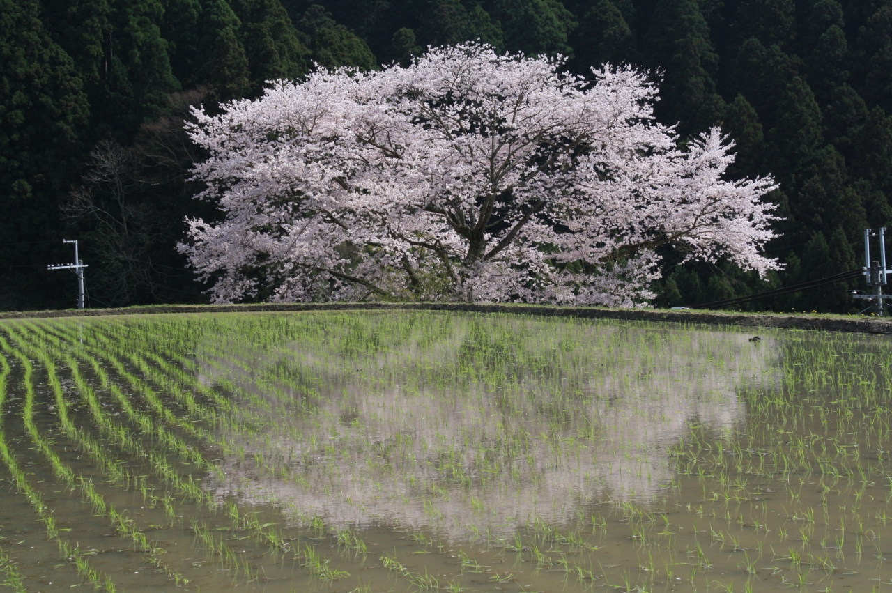 大和宇陀路の桜巡り 室生 宇陀 奈良県 の旅行記 ブログ By 熊野古道さん フォートラベル