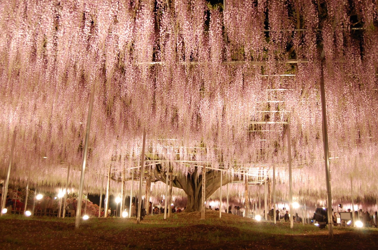 あしかがフラワーパーク 藤を訪ねて2009 足利 栃木県 の旅行記 ブログ By Takeおじさん フォートラベル あしかがフラワーパーク 藤を訪ねて2009 足利 栃木県 の旅行記 ブログ By Takeおじさん フォートラベル