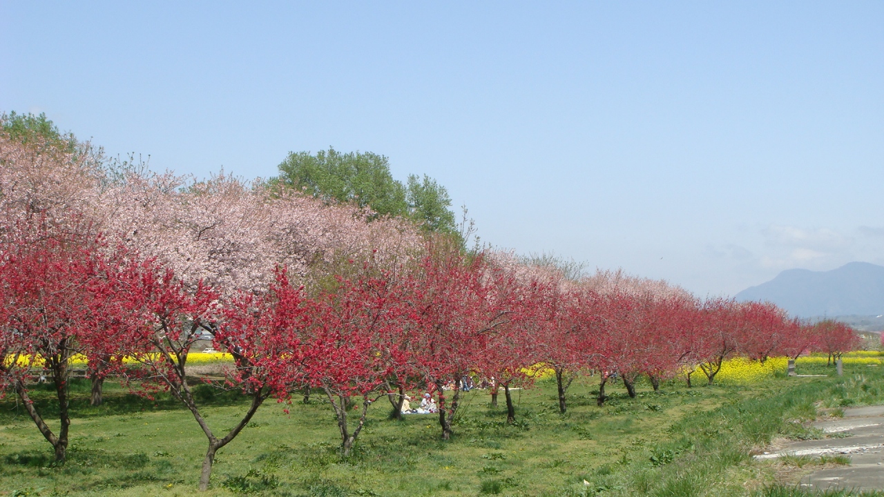 小布施 千曲川河川敷の三春 中野 小布施 長野県 の旅行記 ブログ By Hn11さん フォートラベル