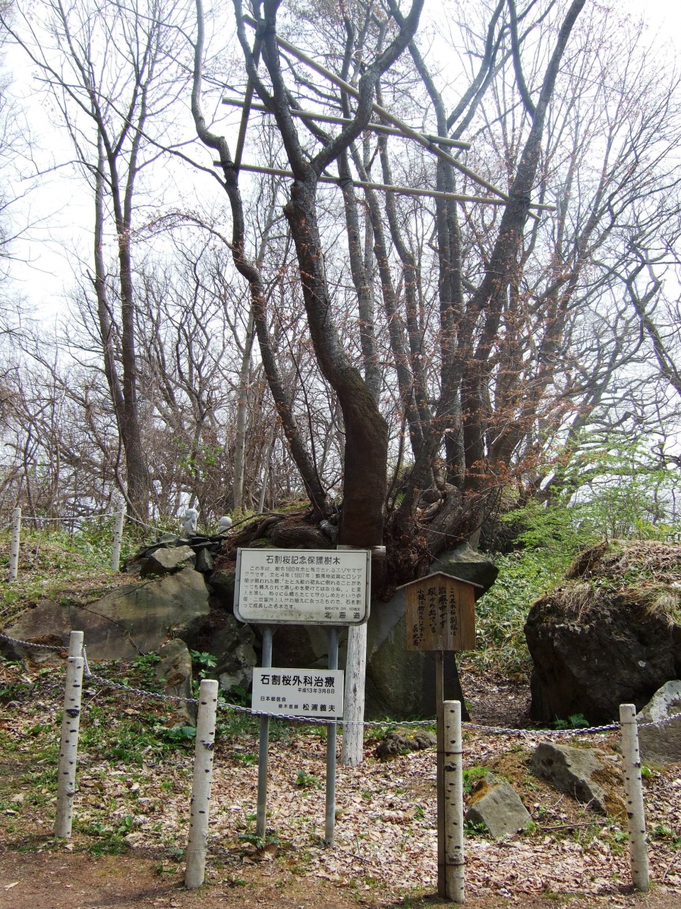 09 5 有珠善光寺 の石割桜 にはまだまだ早かった 虻田 豊浦 北海道 の旅行記 ブログ By ゆんこさん フォートラベル