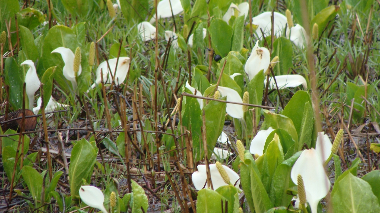 いもり池の水芭蕉 妙高 池の平 新潟県 の旅行記 ブログ By Hn11さん フォートラベル