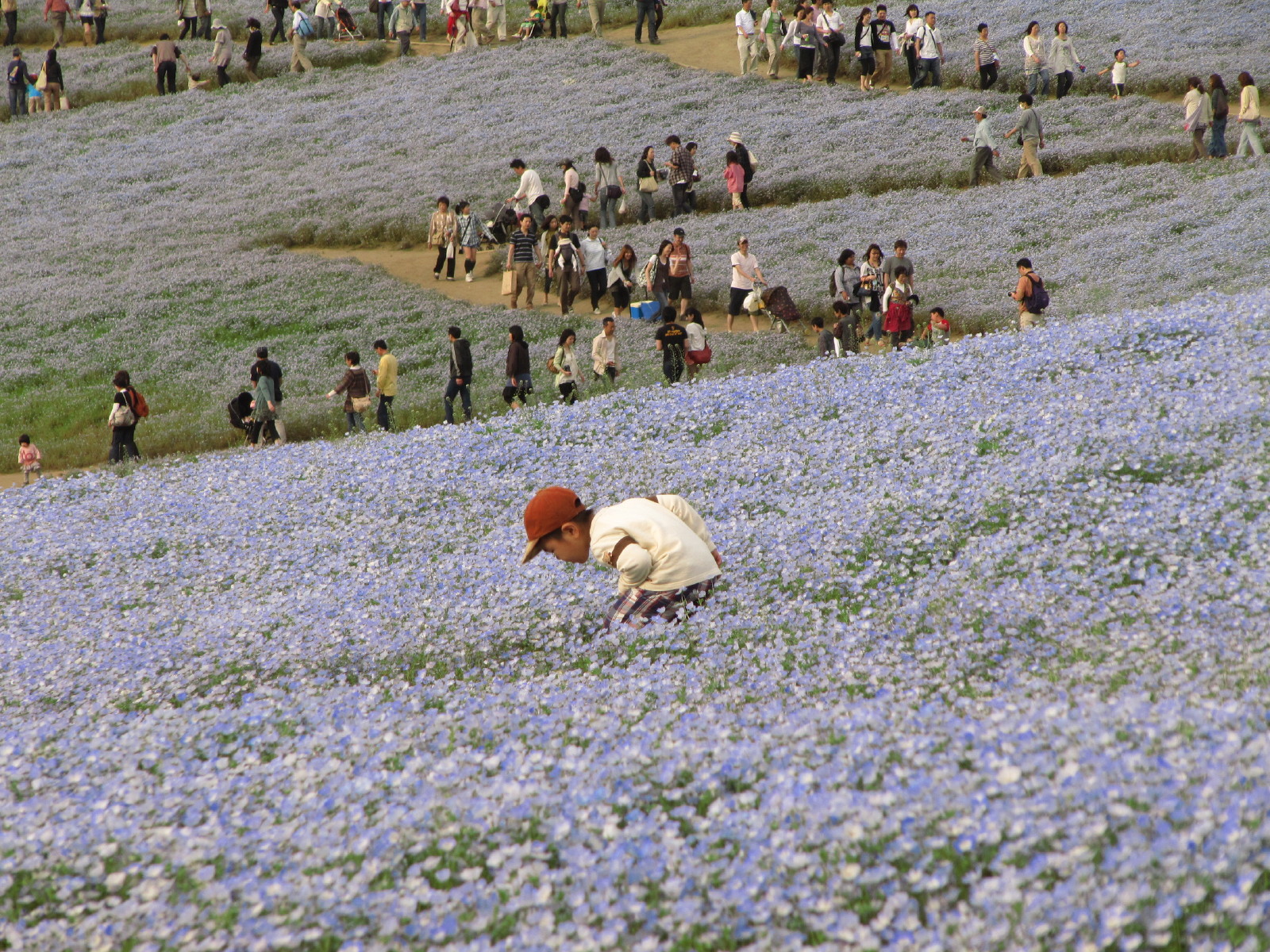 Gwの花めぐり09 6 一度は見たかったひたち海浜公園の 念願のネモフィラの丘とチューリップ ひたちなか 茨城県 の旅行記 ブログ By まみさん フォートラベル