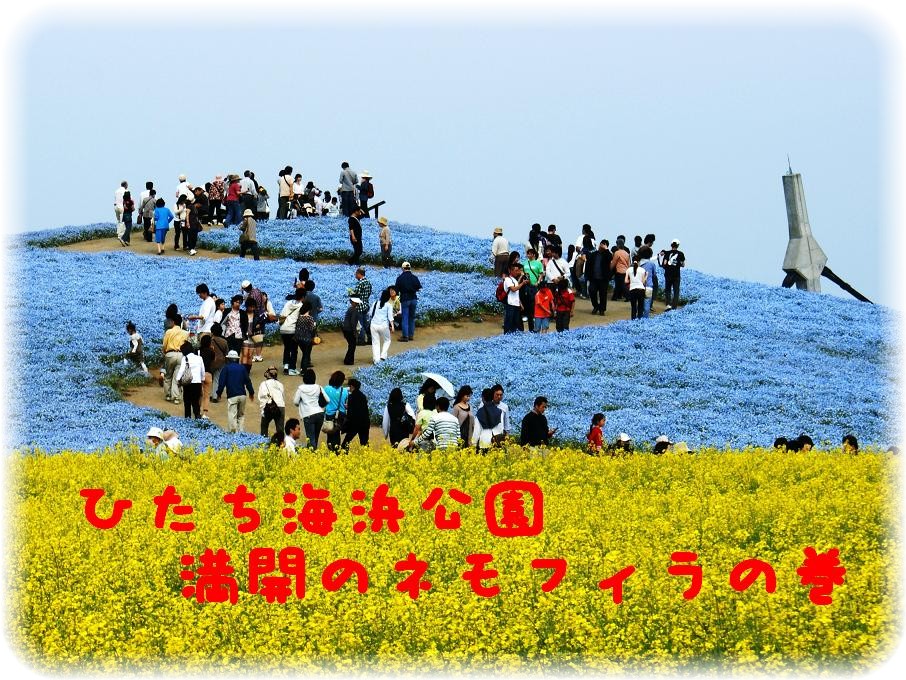 ひたち海浜公園 満開のネモフィラの巻 ひたちなか 茨城県 の旅行記 ブログ By Ajiajiroさん フォートラベル