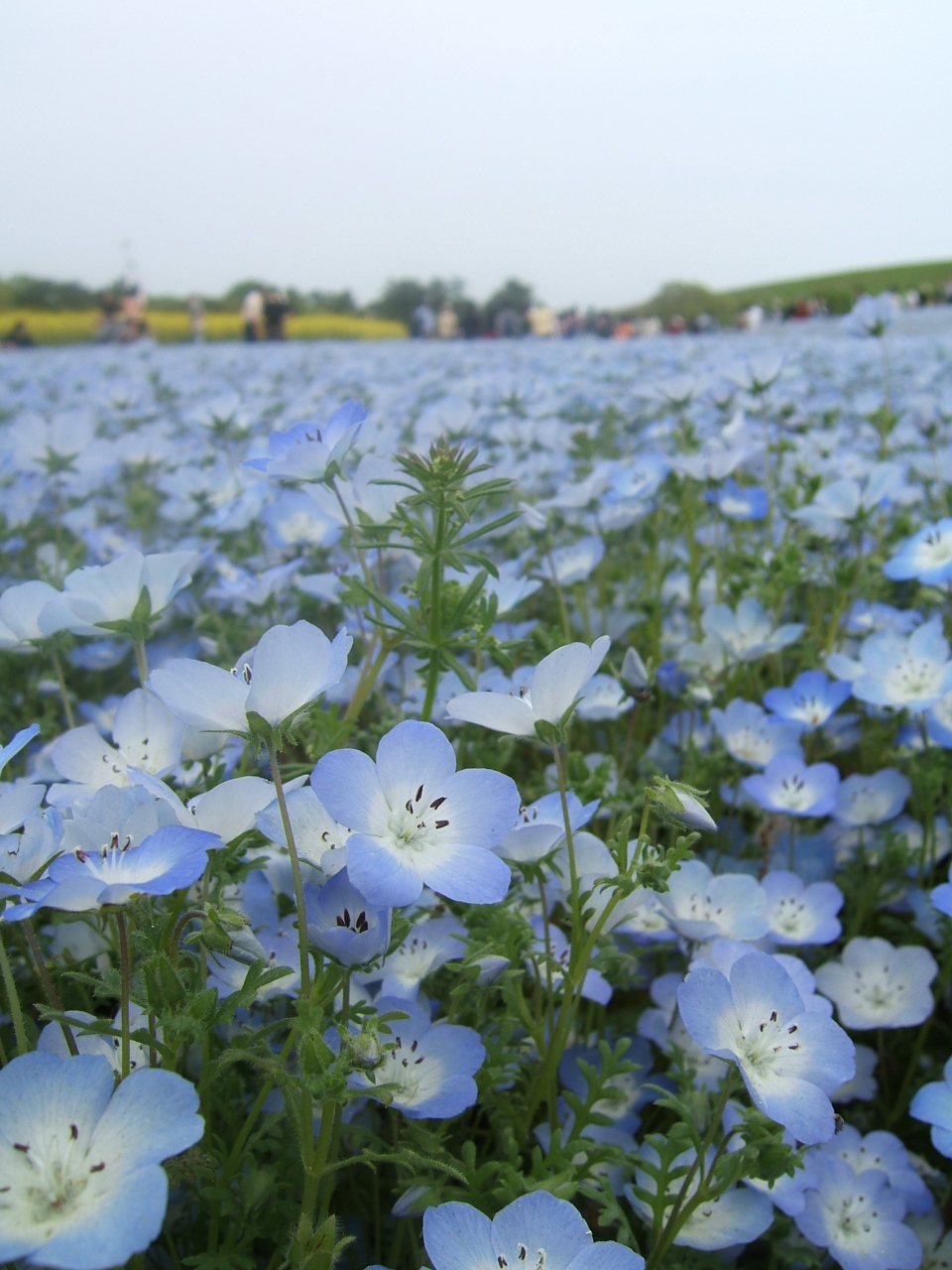 ひたちなか ひたち海浜公園 のネモフィラ 09 ひたちなか 茨城県 の旅行記 ブログ By どんとこい さん フォートラベル ひたちなか ひたち海浜公園 のネモフィラ 09 ひたちなか 茨城県 の旅行記 ブログ By どんとこい さん フォートラベル