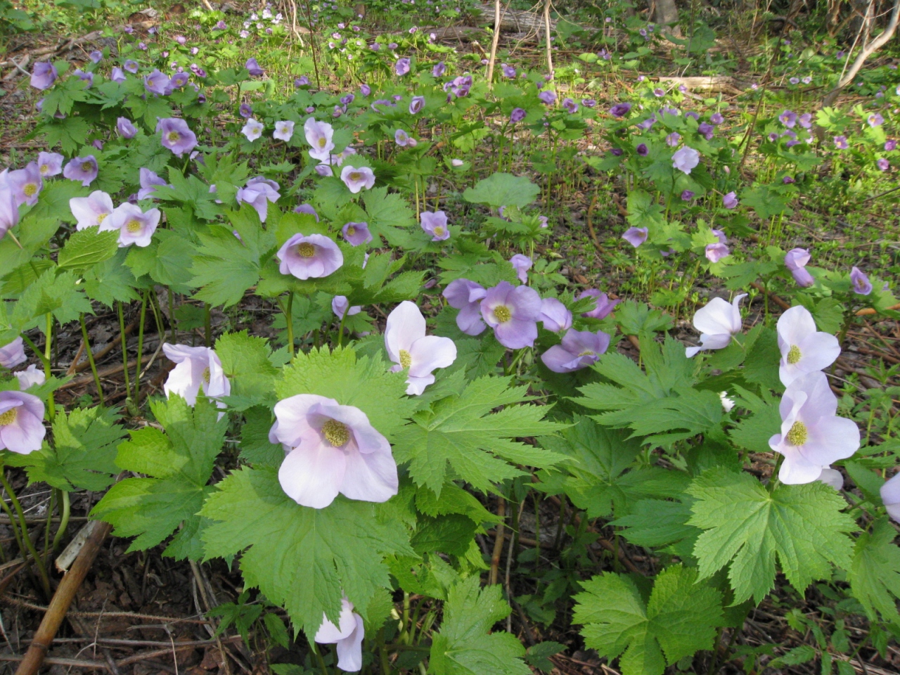 春を探しに 札幌円山で山菜 09年５月 北海道の旅行記 ブログ By ももこさん フォートラベル