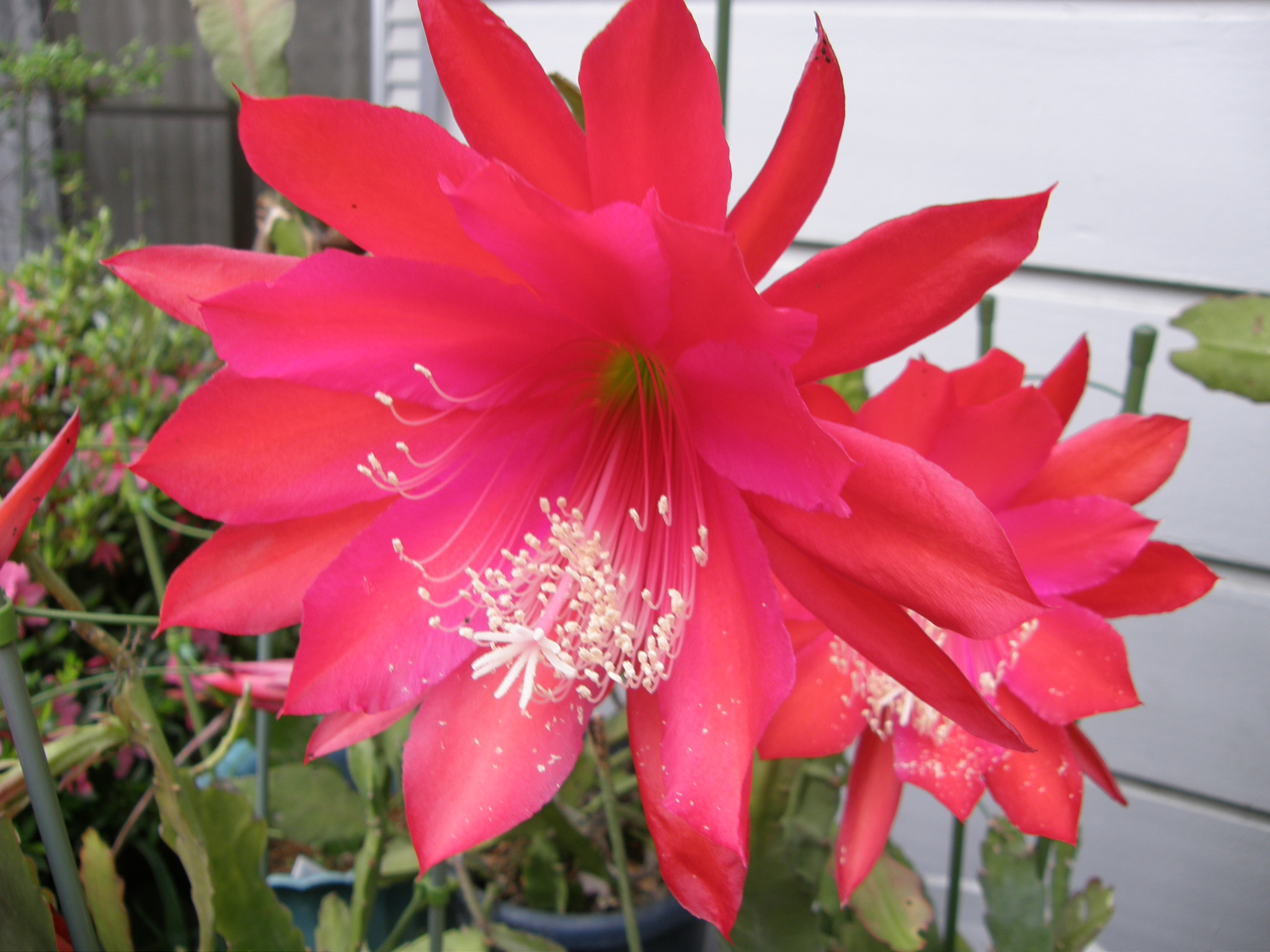 09花巡り 我が家の庭の花は木の花から鉢の花に入れ替わる 幸手 久喜 栗橋 埼玉県 の旅行記 ブログ By いっちゃんさん フォートラベル 09花巡り 我が家の庭の花は木の花から鉢の花に入れ替わる 幸手 久喜 栗橋 埼玉県 の旅行記 ブログ By いっちゃんさん フォートラベル
