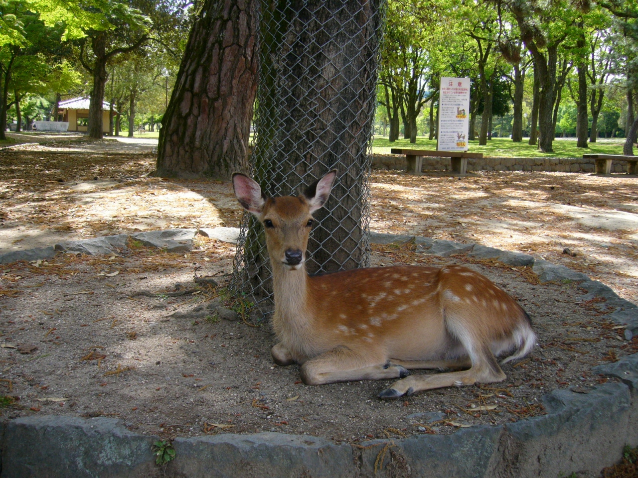 Chaiトラベルの英語ガイド研修at二月堂 三月堂 正倉院 奈良市 奈良県 の旅行記 ブログ By Yukichaiさん フォートラベル