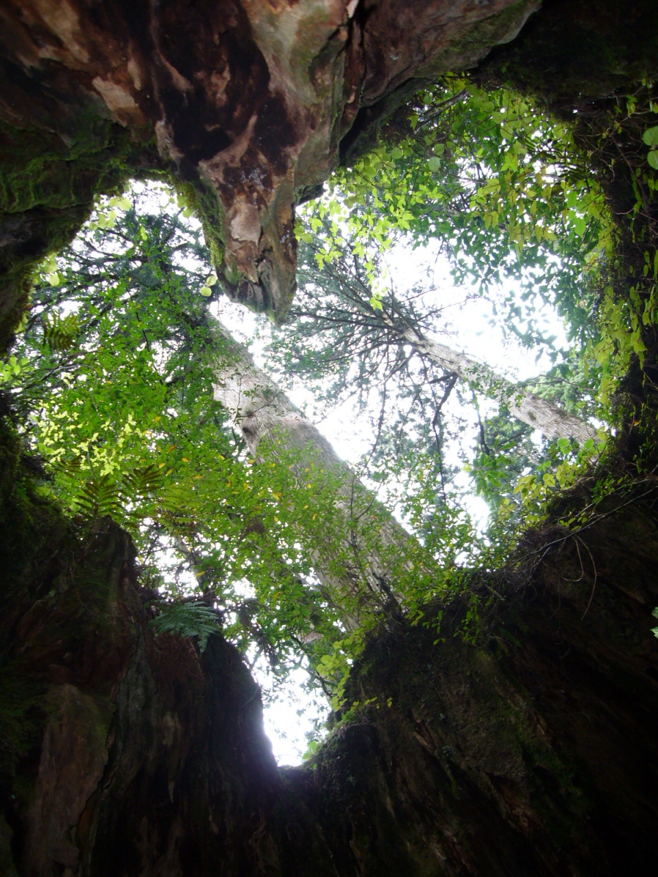 屋久島 ここは楽園です 屋久島 鹿児島県 の旅行記 ブログ By あきぴょんさん フォートラベル 屋久島 ここは楽園です 屋久島 鹿児島県 の旅行記 ブログ By あきぴょんさん フォートラベル