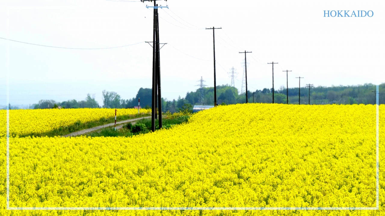 北の国から 菜の花畑 滝川市江部乙町 滝川 北海道 の旅行記 ブログ By Procidaさん フォートラベル 北の国から 菜の花畑 滝川市江部乙町 滝川 北海道 の旅行記 ブログ By Procidaさん フォートラベル