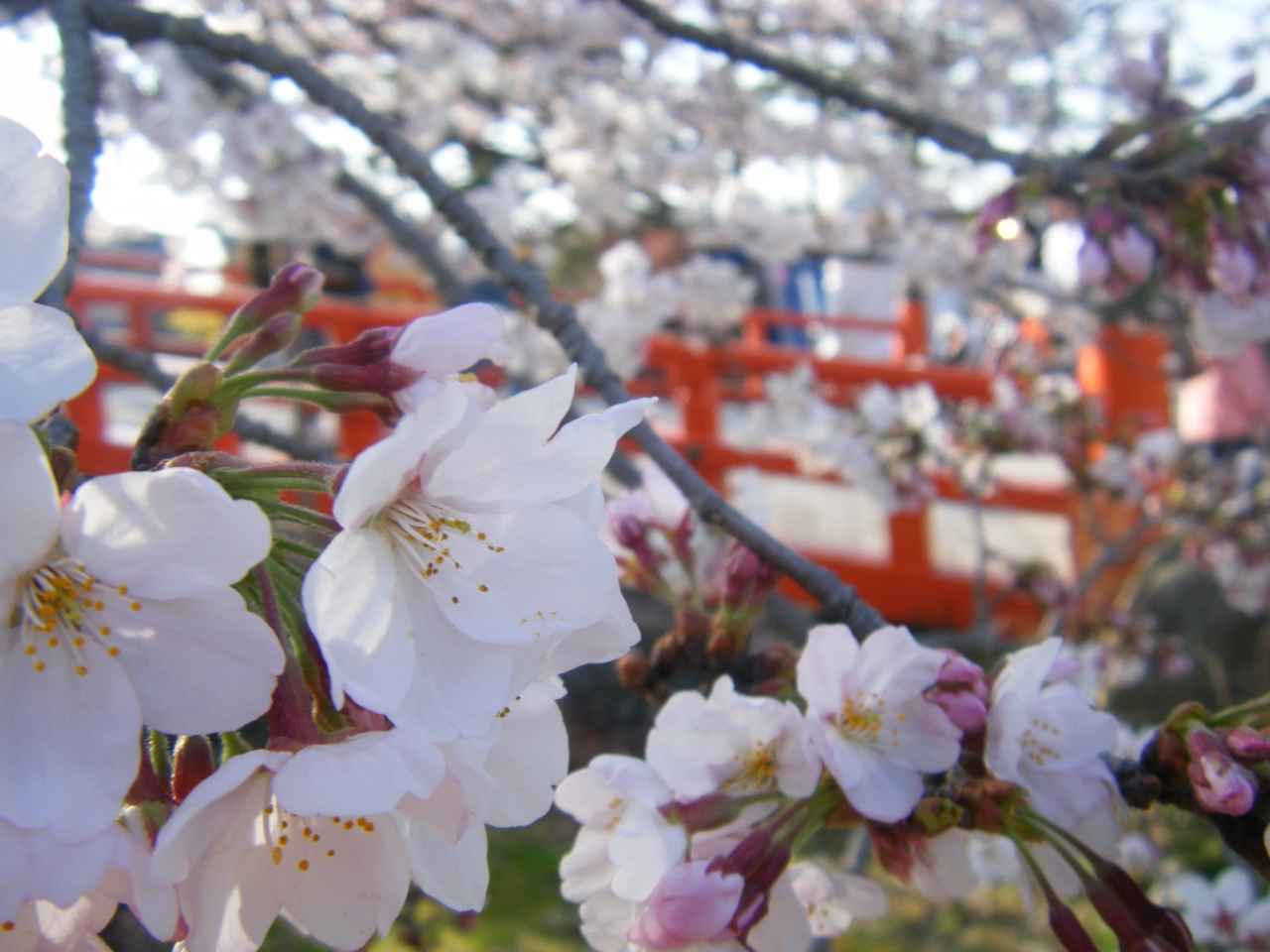 宇治の桜まつりとお家の桜 宇治 京都 の旅行記 ブログ By ｋａｎａ さん フォートラベル