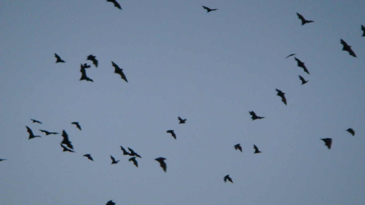 マントラ エスプラネード滞在記 鳥の群れ編 ケアンズ オーストラリア の旅行記 ブログ By Hn11さん フォートラベル