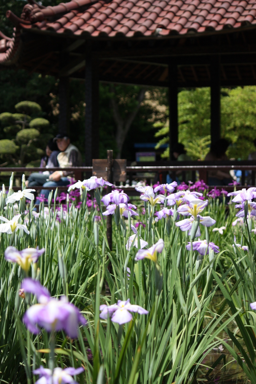 城北菖蒲園 大阪の旅行記 ブログ By みにくまさん フォートラベル