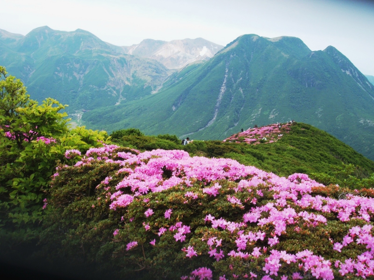 ミヤマキリシマの咲く九重 平治岳に登る 大分県の旅行記 ブログ By ナオさん フォートラベル