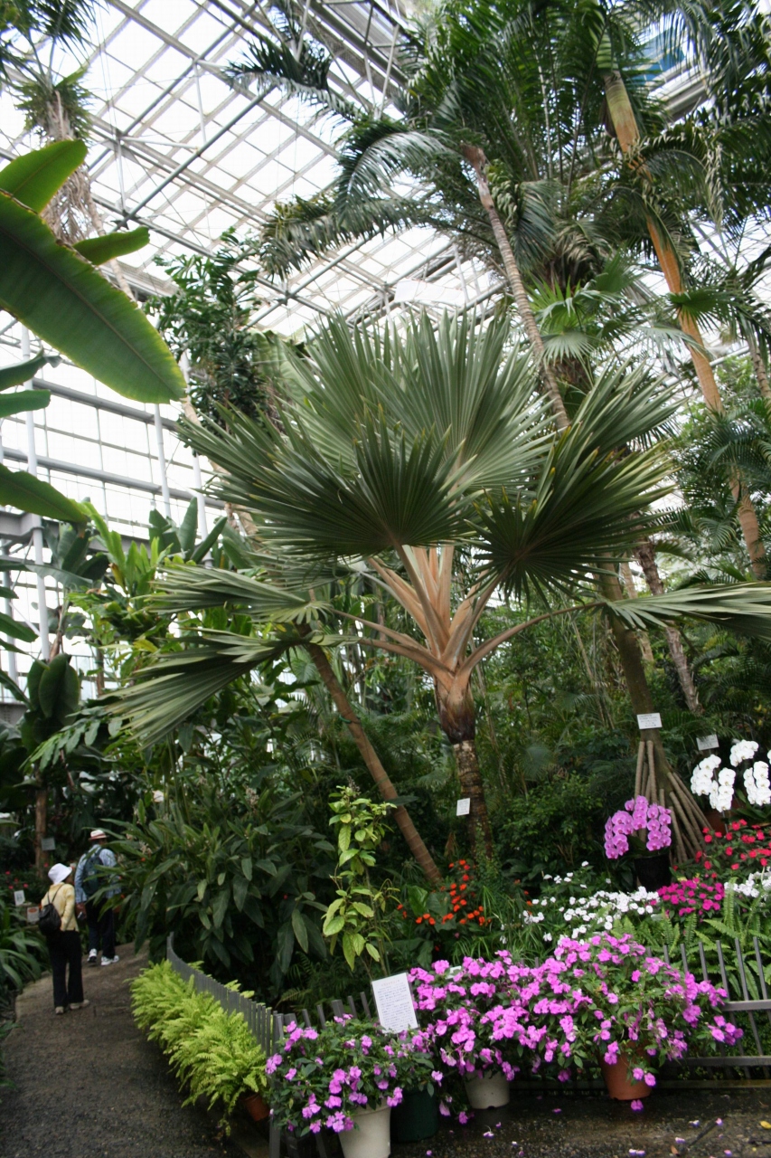ひとり旅 544 広島市植物公園へ 西日本最大級規模の大温室 広島市佐伯区 広島西 佐伯 広島県 の旅行記 ブログ By Mechagodzilla 703さん フォートラベル ひとり旅 544 広島市植物公園へ 西日本最大級規模の大温室 広島市佐伯区 広島西 佐伯 広島県 の旅行記 ブログ By Mechagodzilla 703さん フォートラベル