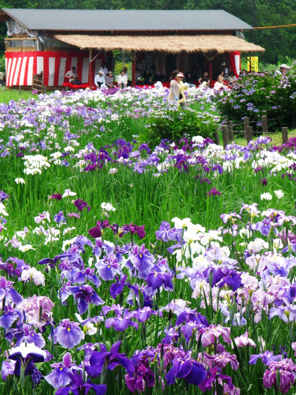 花菖蒲咲く水元公園から松戸へ歩いて 睡蓮 ネムの花も 亀有 柴又 東京 の旅行記 ブログ By マキタン２さん フォートラベル
