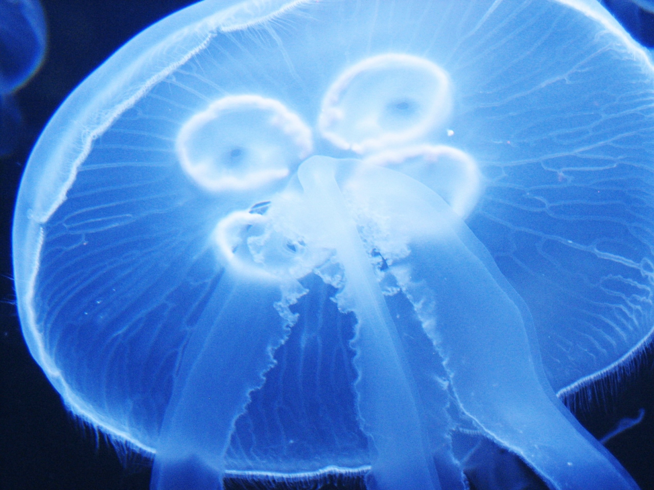 Usa San Franciscoの休日 水族館 Aquarium Of The Bay サンフランシスコ アメリカ の旅行記 ブログ By 唐辛子婆さん フォートラベル