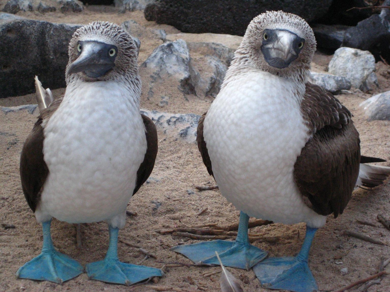 動物達の島 Galapagos諸島で貴重な体験 ガラパゴス エクアドル の旅行記 ブログ By なおこさん フォートラベル