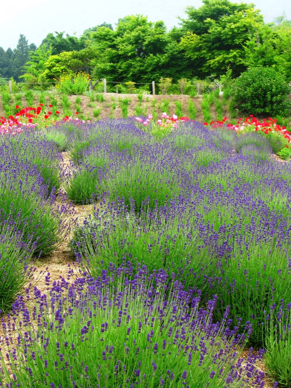 高野花見山 ラベンダーの花咲く頃 四季旅物語に参加 いわき市 福島県 の旅行記 ブログ By マキタン２さん フォートラベル