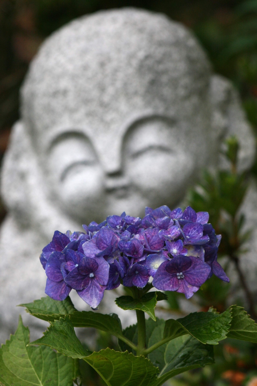 ひとり旅 555 神宮寺あじさい祭り 紫陽花を観賞してきました 広島県府中市 府中 広島県 の旅行記 ブログ By Mechagodzilla 703さん フォートラベル