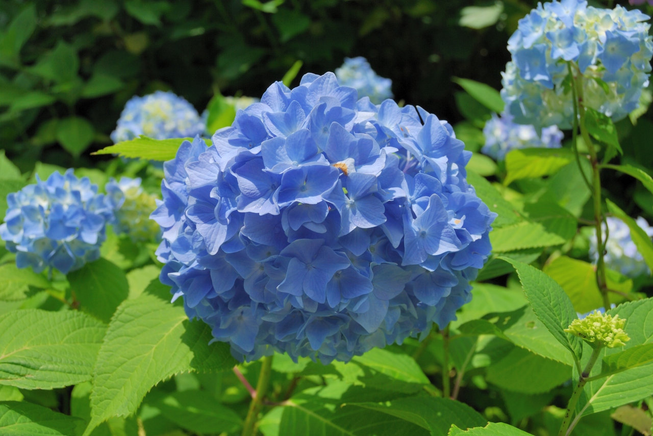 六甲山にお出かけ 紫陽花編 六甲山 摩耶山周辺 兵庫県 の旅行記 ブログ By Goodspeedさん フォートラベル 六甲山にお出かけ 紫陽花編 六甲山 摩耶山周辺 兵庫県 の旅行記 ブログ By Goodspeedさん フォートラベル