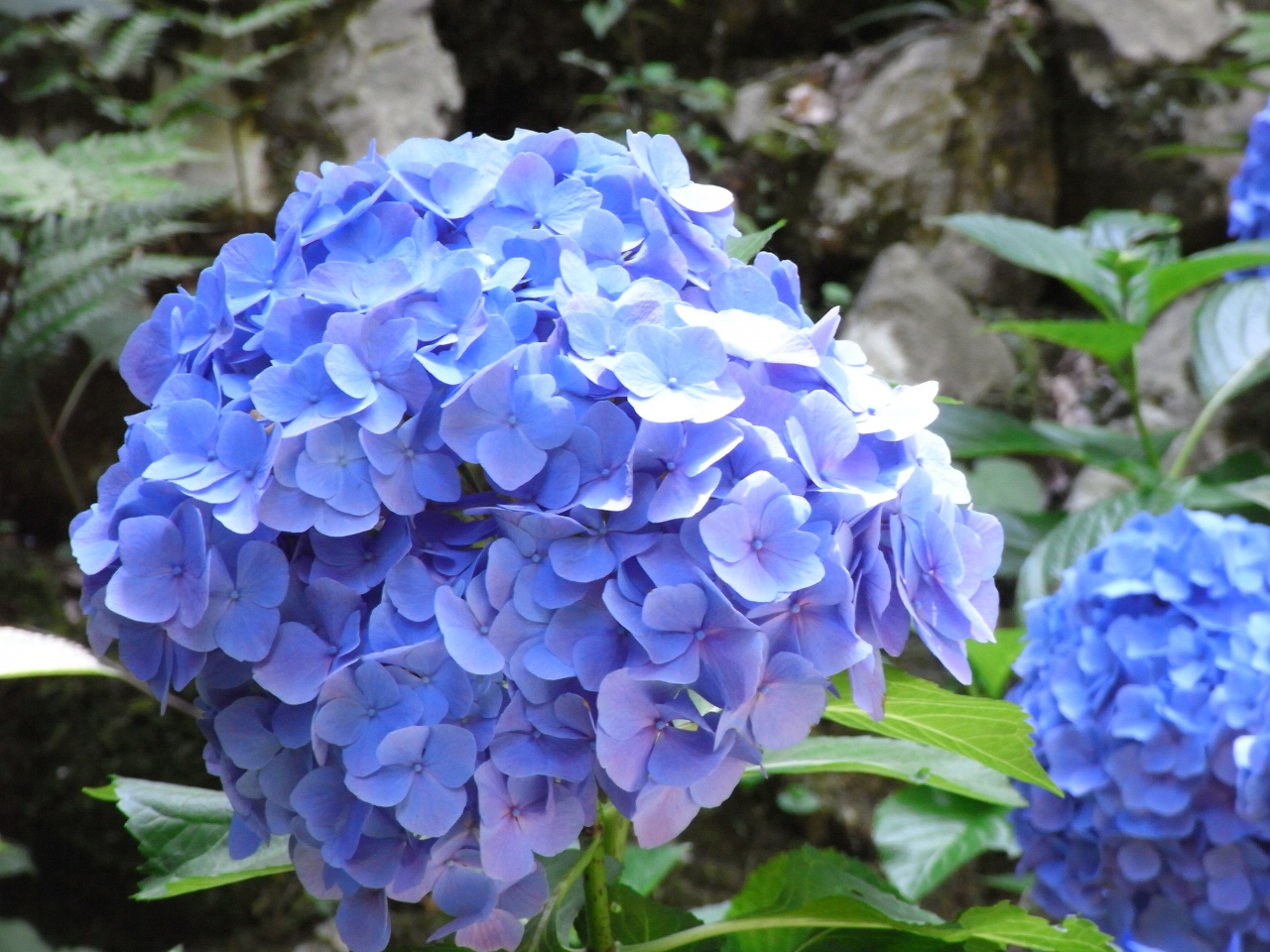 柳谷観音 楊谷寺の あじさいまつり 長岡京 向日 京都 の旅行記 ブログ By Molmさん フォートラベル 柳谷観音 楊谷寺の あじさいまつり 長岡京 向日 京都 の旅行記 ブログ By Molmさん フォートラベル