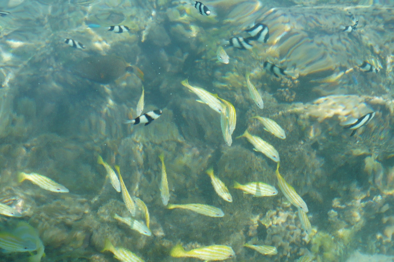 きれいな海と魚に出会えたグァム グアム グアム の旅行記 ブログ By イデベさん フォートラベル きれいな海と魚に出会えたグァム グアム グアム の旅行記 ブログ By イデベさん フォートラベル