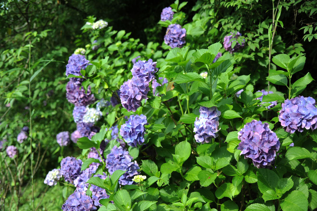時の栖 紫陽花が綺麗でした 御殿場 静岡県 の旅行記 ブログ By てんとう虫さん フォートラベル