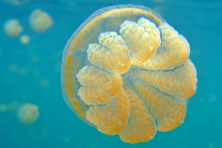 パラオの代名詞 ジェリーフィッシュレイク ｊｅｒｒｙ ｆｉｓｈ ｌａｋｅ でクラゲと泳ぐ ｐａｌau パラオ パラオ の旅行記 ブログ By Kuropisoさん フォートラベル