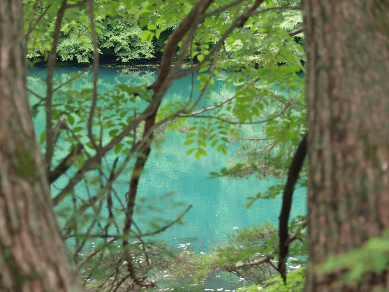 一人ぷらっと裏磐梯 神秘的な五色沼をトレッキング 裏磐梯 猫魔 福島県 の旅行記 ブログ By トラッキー さん フォートラベル 一人ぷらっと裏磐梯 神秘的な五色沼をトレッキング 裏磐梯 猫魔 福島県 の旅行記 ブログ By トラッキー さん フォートラベル