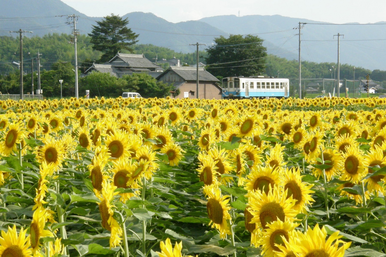 まんのう町の向日葵畑２００９ まんのう 香川県 の旅行記 ブログ By たかひろさん フォートラベル