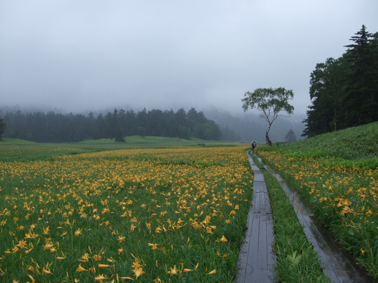 雨の尾瀬沼 ハイキング 福島県の旅行記 ブログ By チズカさん フォートラベル 雨の尾瀬沼 ハイキング 福島県の旅行記 ブログ By チズカさん フォートラベル