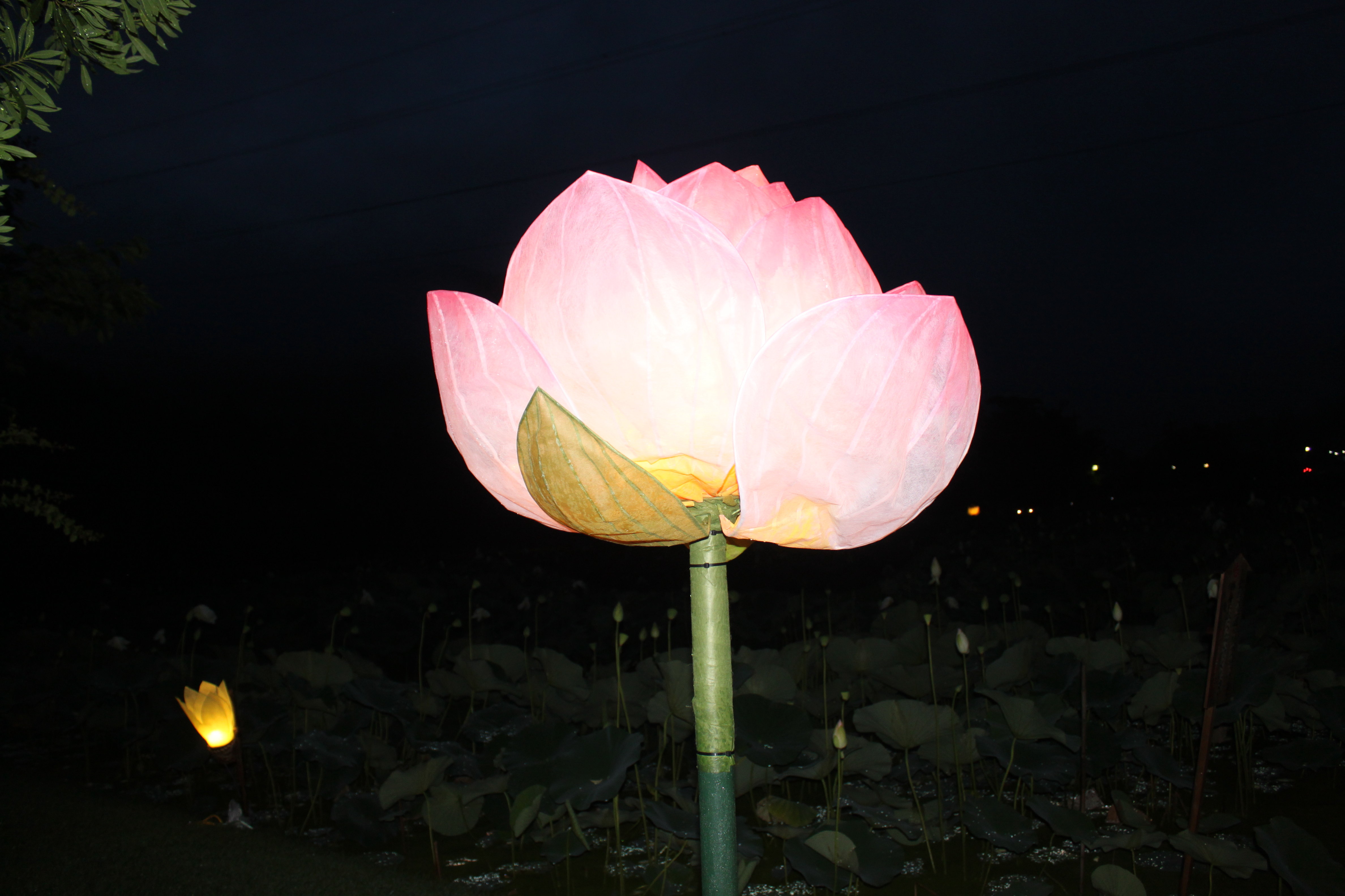 福井再発見 花はす公園 ライトアップ編 南条 今庄 福井県 の旅行記 ブログ By Koikeiさん フォートラベル