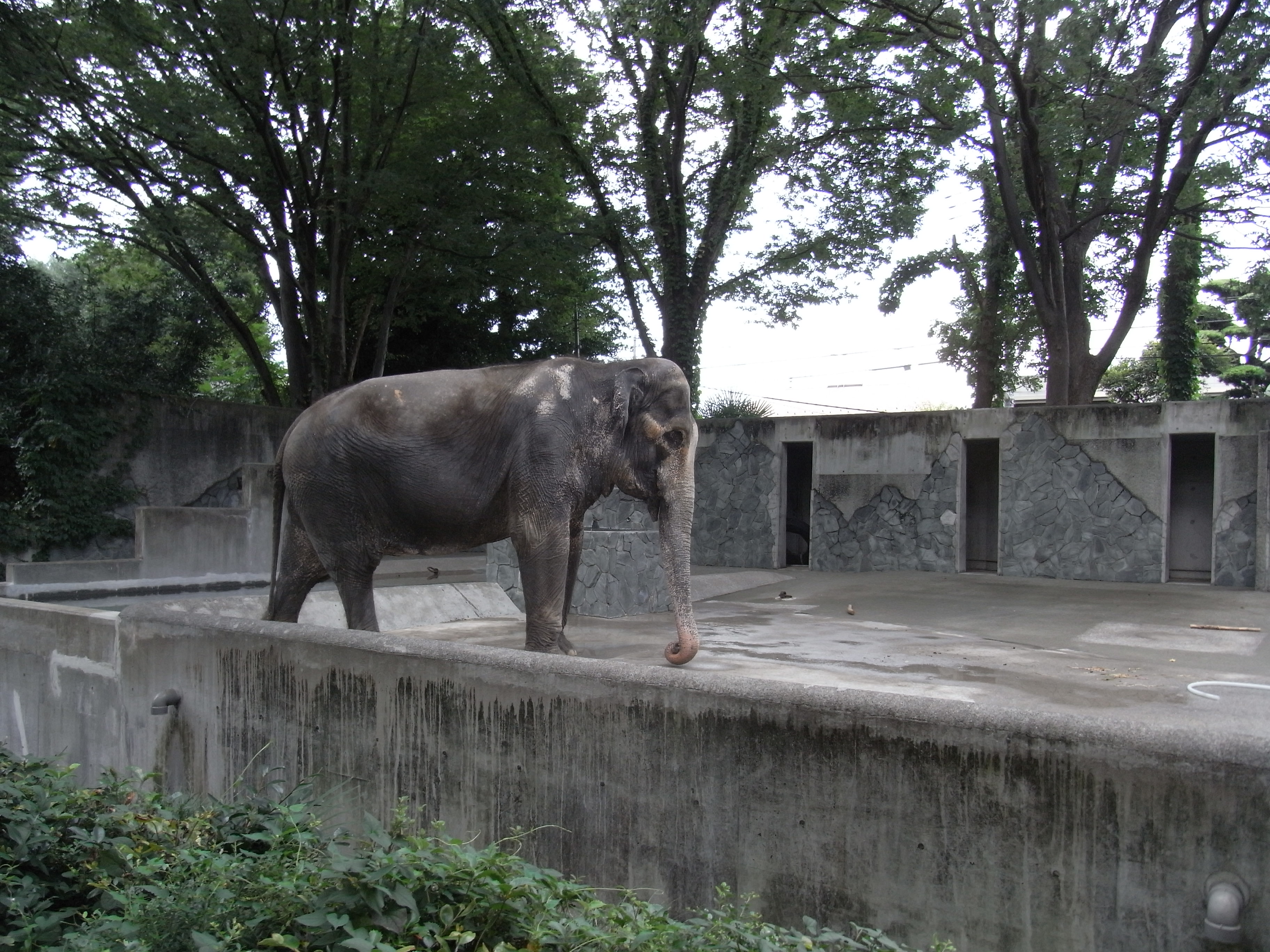 子供と行く真夏の井の頭公園 吉祥寺 三鷹 東京 の旅行記 ブログ By あやぱらさん フォートラベル