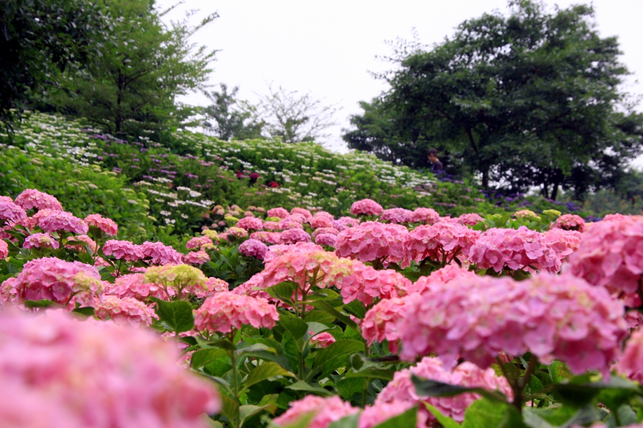 相模原北公園 に薔薇と紫陽花を観に行く 相模原 神奈川県 の旅行記 ブログ By ゆっきさん フォートラベル