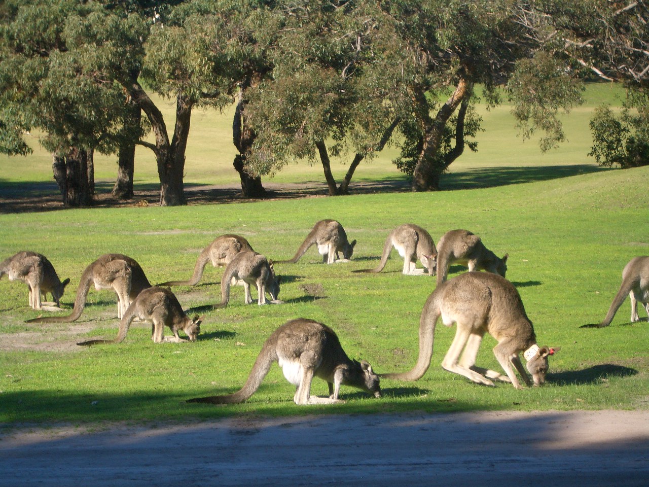 オーストラリア 動物