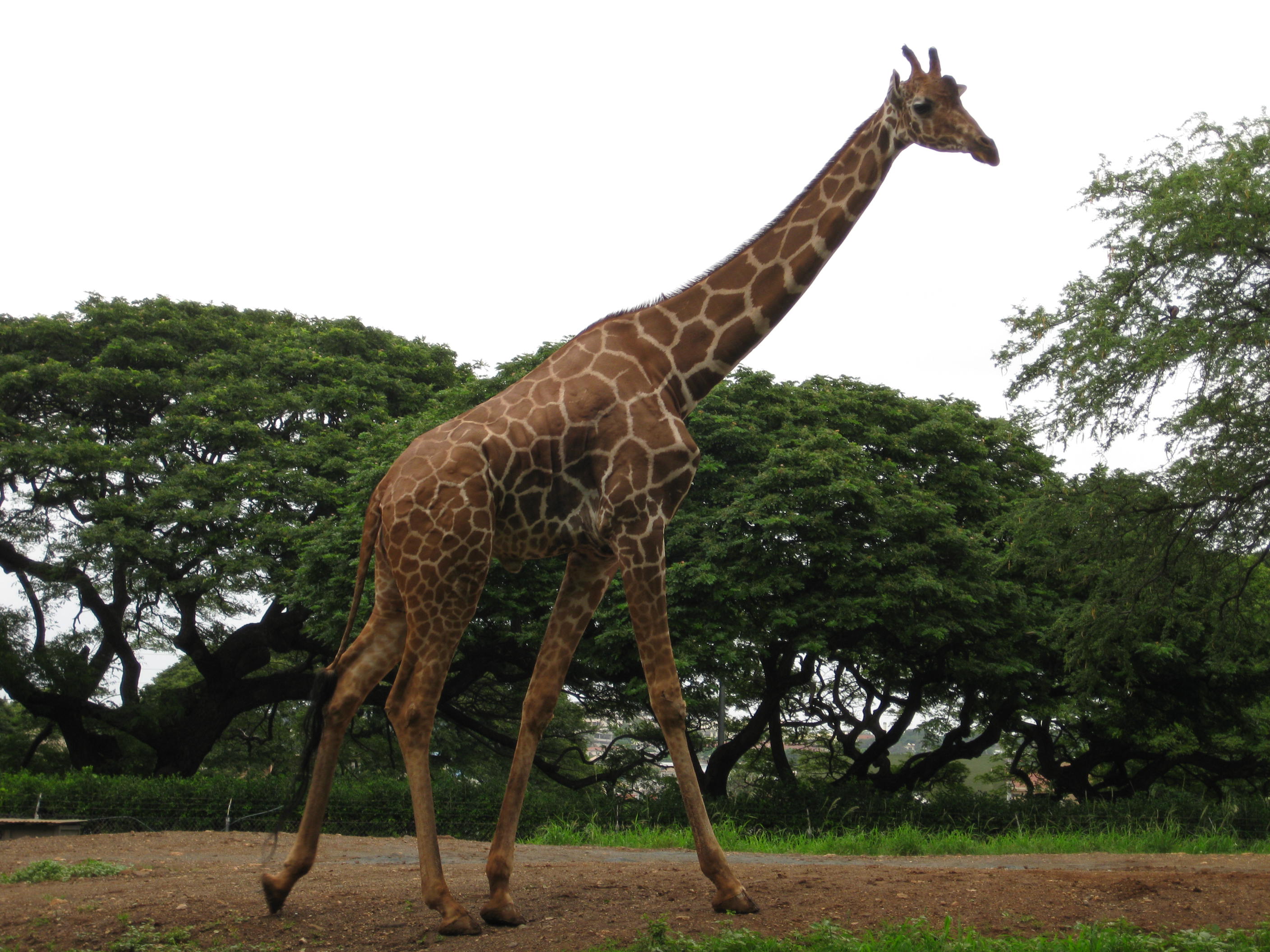 ホノルル動物園 ホノルル ハワイ の旅行記 ブログ By Tamaさん フォートラベル