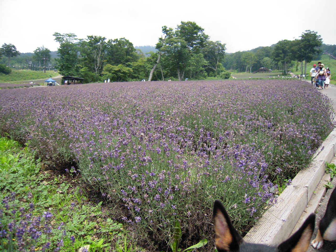 犬とラベンダーパークへ 沼田 群馬県 の旅行記 ブログ By Harukikiさん フォートラベル