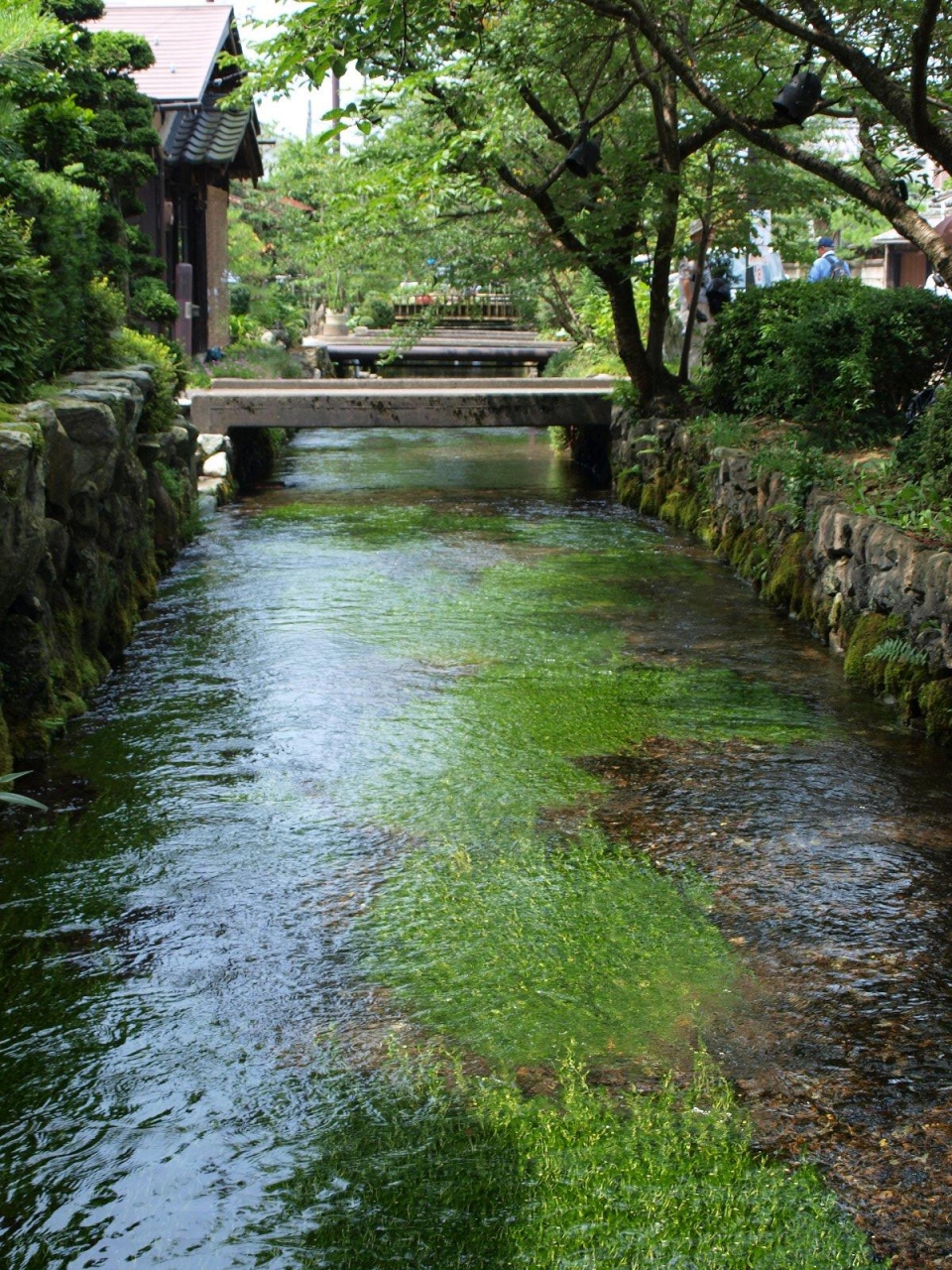 醒ヶ井の梅花藻 バイカモ 米原 滋賀県 の旅行記 ブログ By おっちーさん フォートラベル