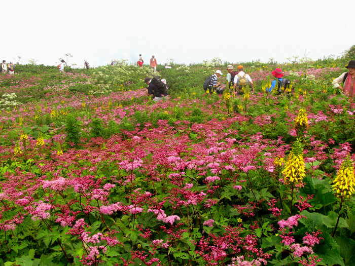 伊吹山のお花畑と箱館山のゆり園散策 ２ １ 米原 滋賀県 の旅行記 ブログ By るりさん フォートラベル