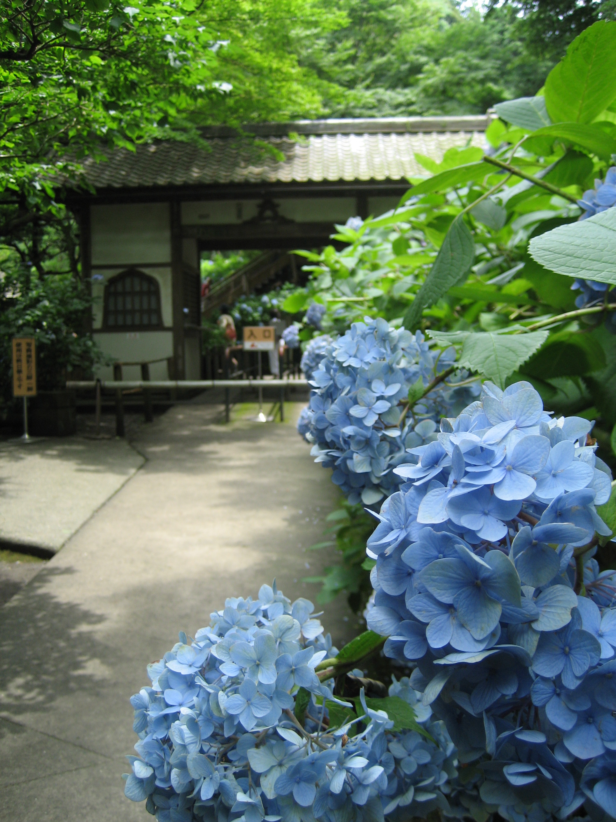 鎌倉散策 明月院 鎌倉 神奈川県 の旅行記 ブログby Beckyさん フォートラベル 鎌倉散策 明月院 鎌倉 神奈川県 の旅行記 ブログby Beckyさん フォートラベル