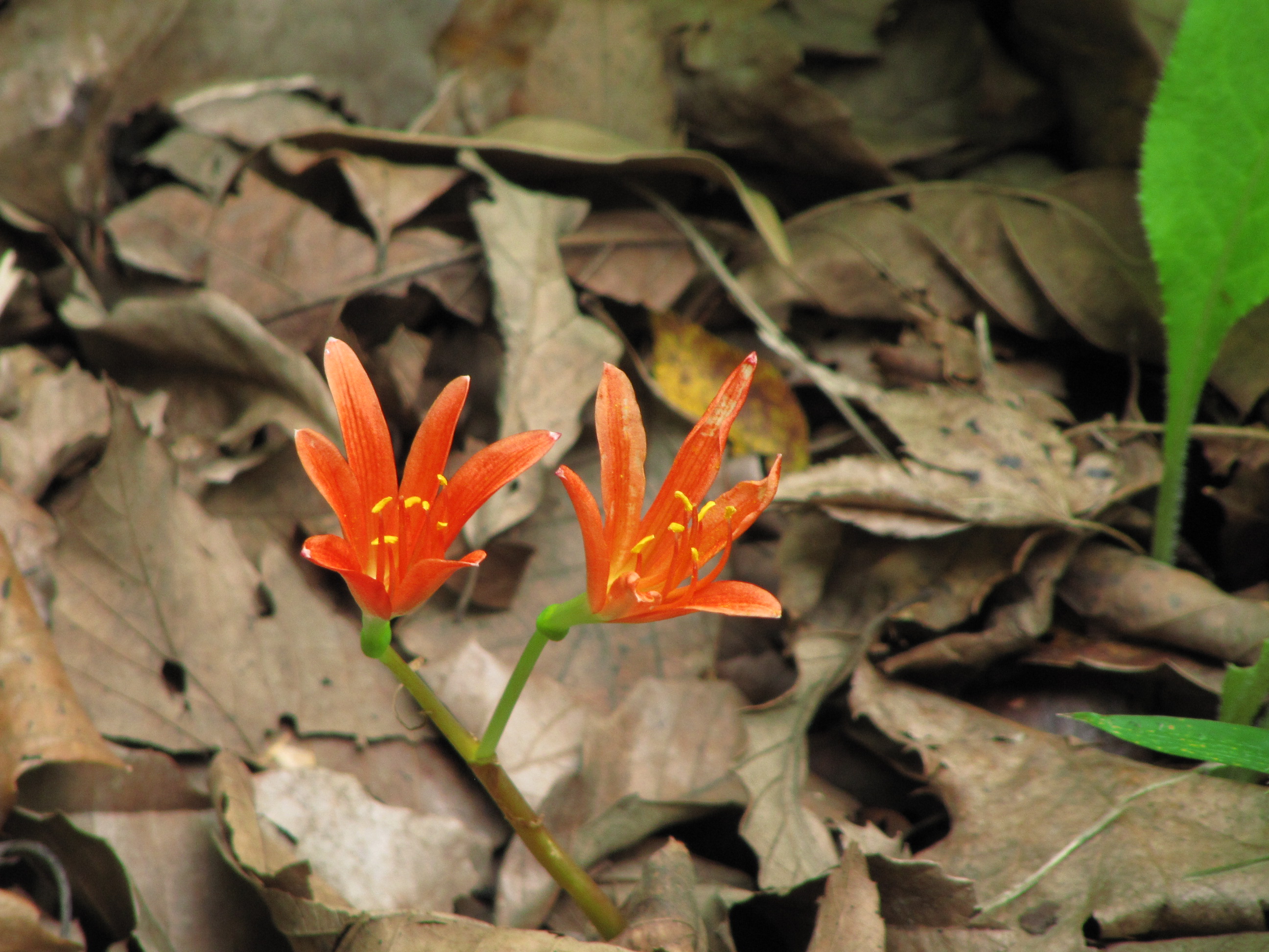 気になっていた向島百花園に夏デビュー 2 百花園の名にし負う 園内の夏の花たち 浅草 東京 の旅行記 ブログ By まみさん フォートラベル