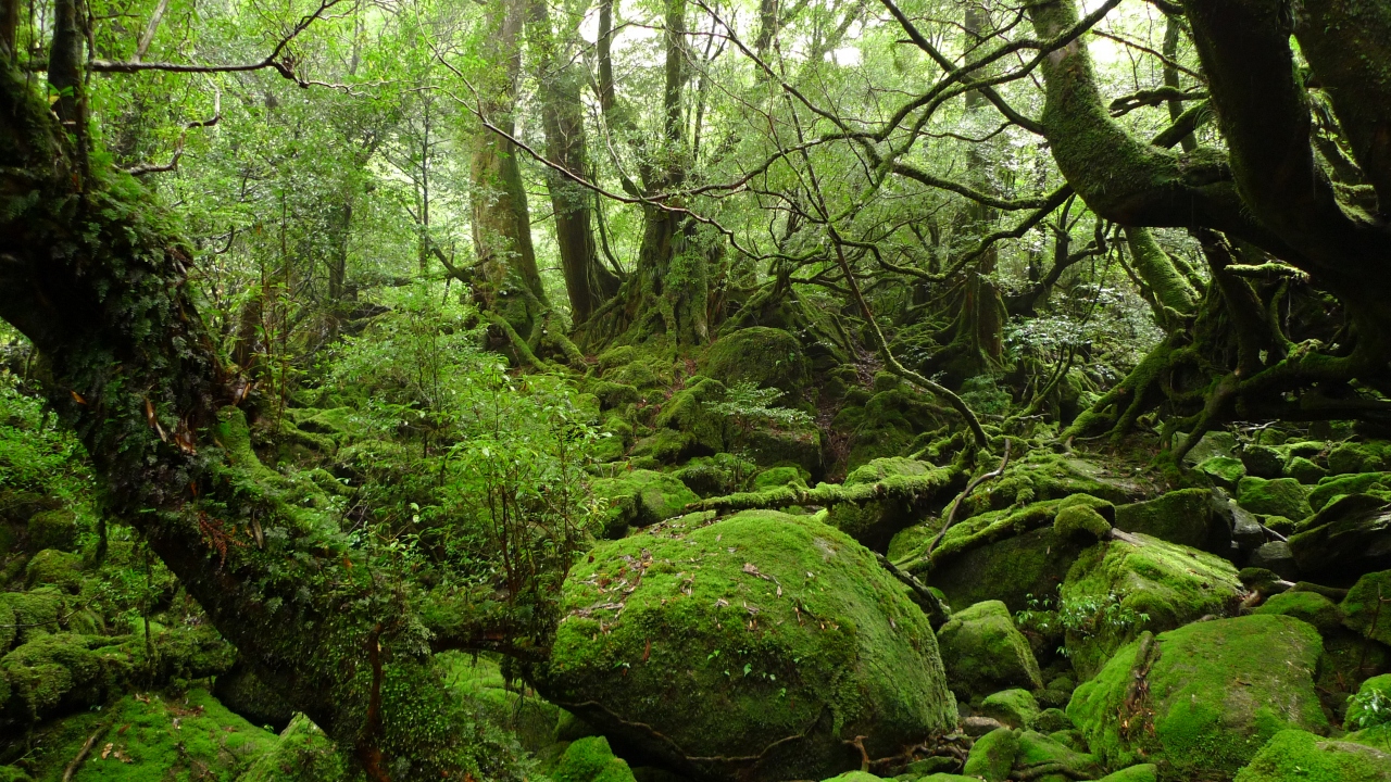 もののけ姫 の舞台 白谷雲水峡 屋久島３日目 屋久島 鹿児島県 の旅行記 ブログ By Triさん フォートラベル