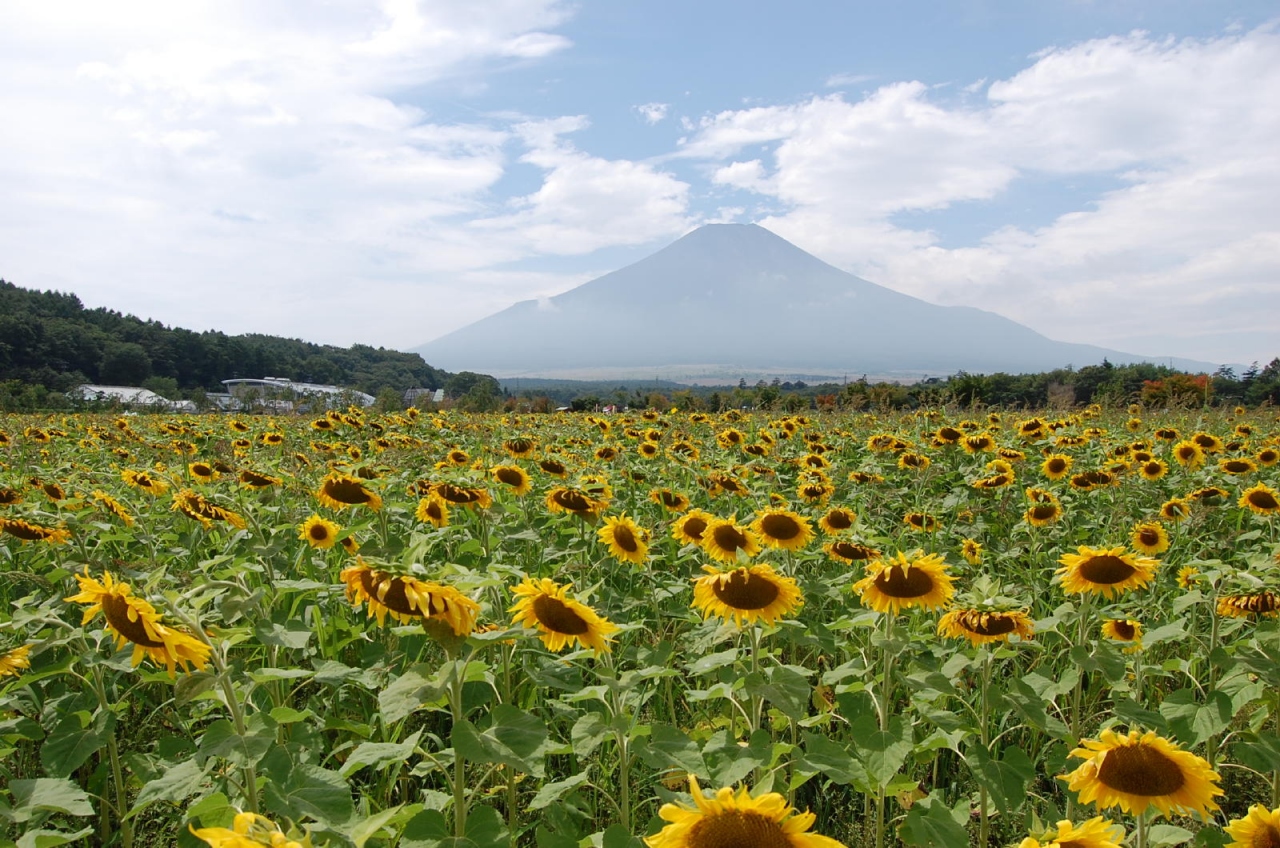 山中湖 ひまわり畑と富士山 富士五湖 山梨県 の旅行記 ブログ By Takeおじさん フォートラベル 山中湖 ひまわり畑と富士山 富士五湖 山梨県 の旅行記 ブログ By Takeおじさん フォートラベル