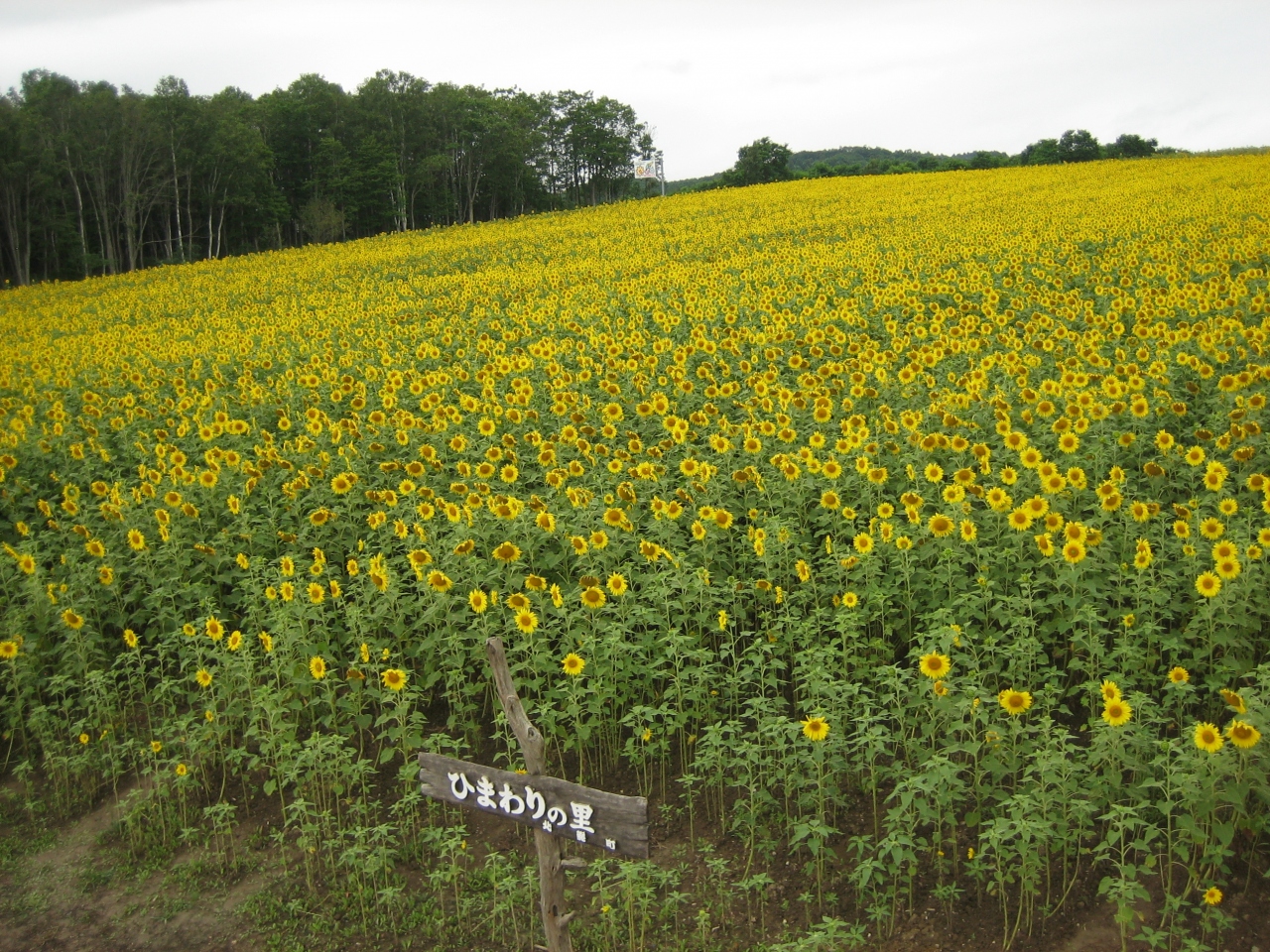 日本一のひまわり畑だっ 滝川 北海道 の旅行記 ブログ By Mamarinさん フォートラベル