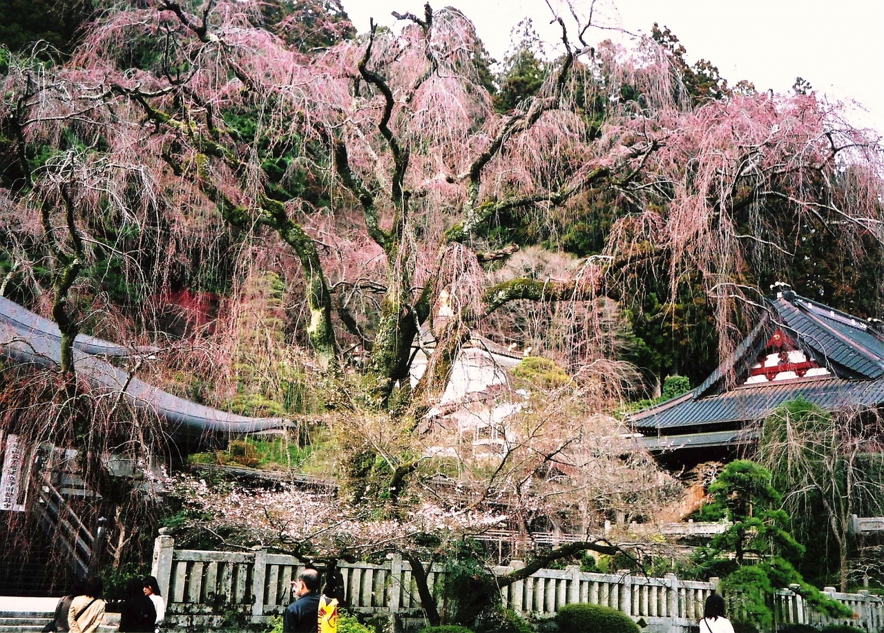 山梨の旅 身延山のしだれ桜を楽しみ下部温泉から昇仙峡へ 山梨県の旅行記 ブログ By ナオさん フォートラベル