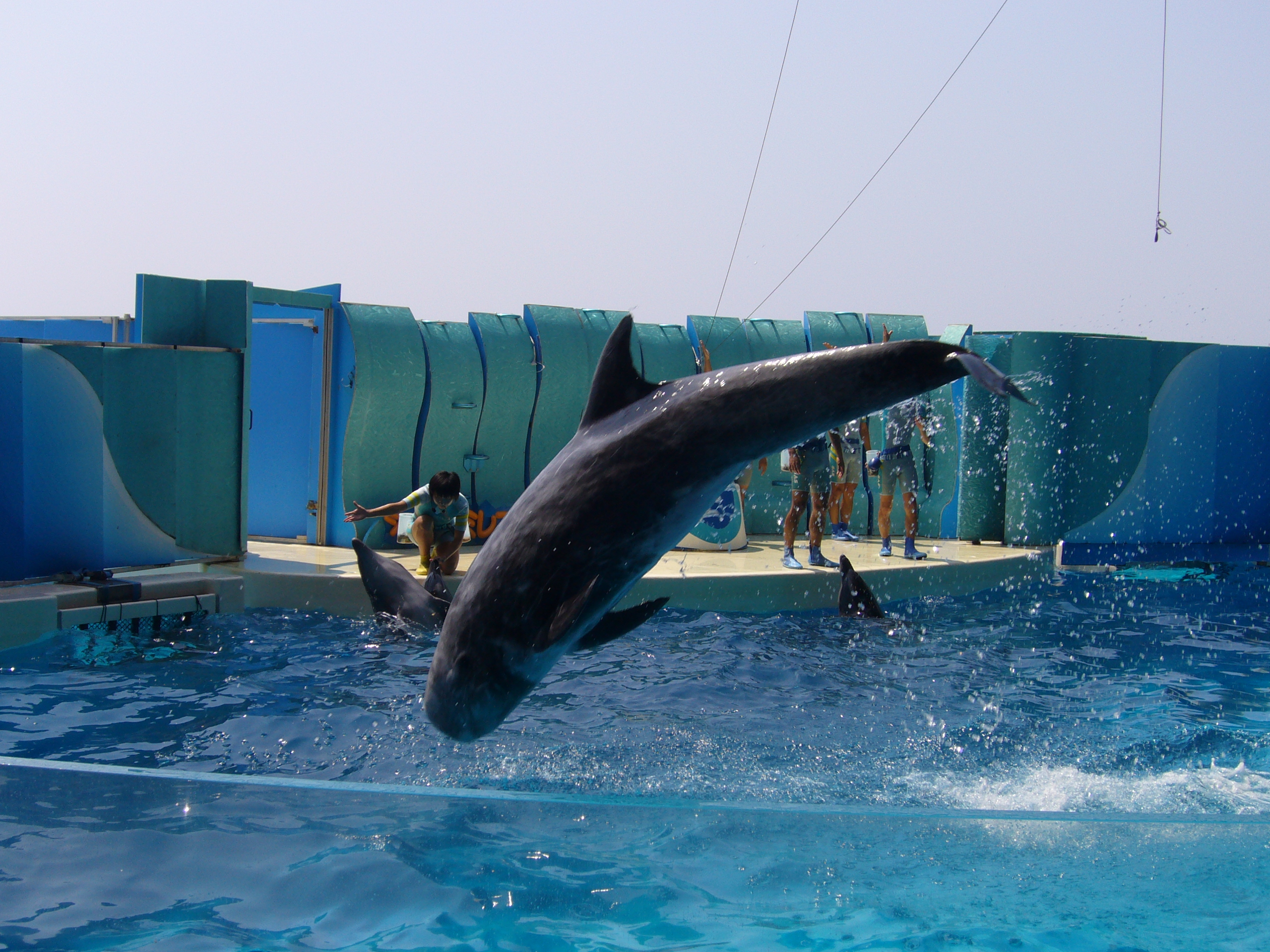 新江の島水族館へ 藤沢 江ノ島 神奈川県 の旅行記 ブログ By コピススさん フォートラベル