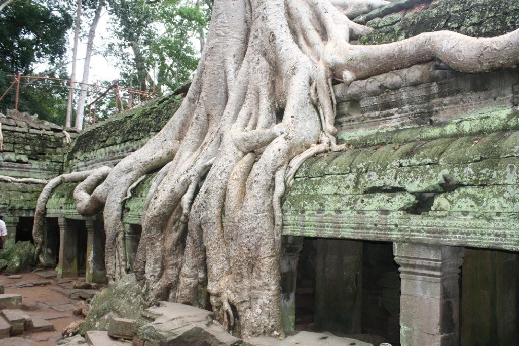 生と死の共演 タ プローム シェムリアップ カンボジア の旅行記 ブログ By ナーザさん フォートラベル