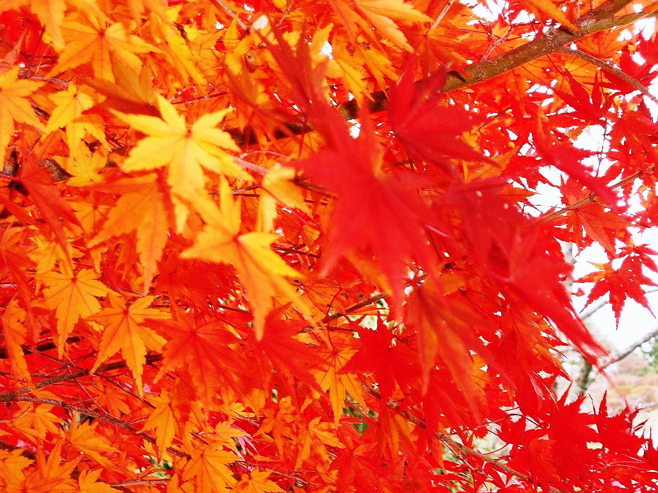 誕生寺参拝と紅葉 黄葉 四季桜を楽しむドライブ 赤磐 美咲 吉備中央 岡山県 の旅行記 ブログ By ナオさん フォートラベル