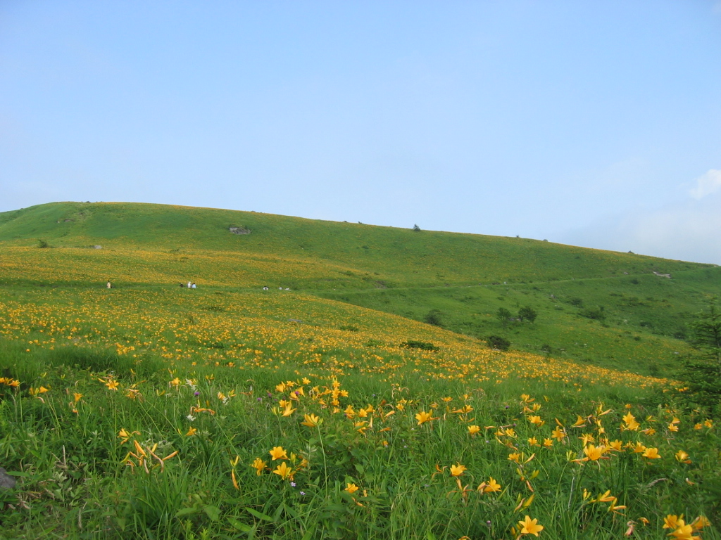 避暑を求めて訪れる 盛夏の信州 Vol 1 霧ヶ峰高原 車山高原に広がる 一面のニッコウキスゲ 白樺湖 蓼科 車山 長野県 の旅行記 ブログ By ぺでぃまるさん フォートラベル